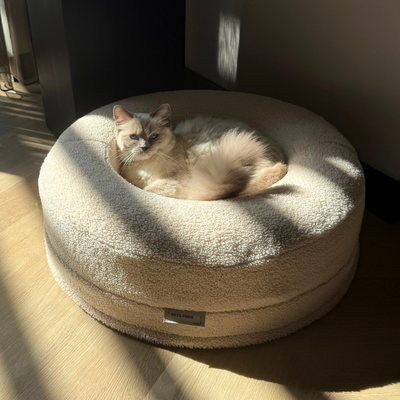 Why cats are obsessed with boxes?